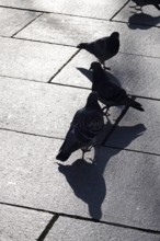 City pigeons with shadow, wintertime, Saxony, Germany, Europe