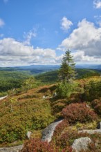 Vegetation with Norway spruce (Picea abies) and colored European blueberry (Vaccinium myrtillus) on