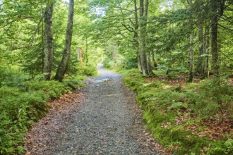 Hiking trail to Mount Lusen in late summer, Bavarian Forest, Bavaria, Germany, Europe