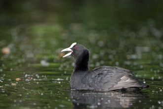 Eurasian Coot rail, coot (Fulica atra), calling adult bird, Krickenbecker Seen, North