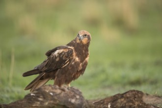 Western marsh-harrier (Circus aeruginosus), Extremadura, Castilla La Mancha, Spain, Europe