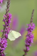 Brimstone (Gonepteryx rhamni) feeding on a flower of purple loosestrife (Lythrum salicaria),