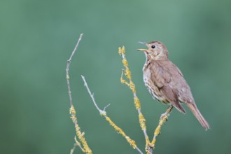 Song thrush (Turdus philomelos), Lower Saxony, Germany, Europe