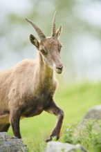 Alpine ibex (Capra ibex) walking on the rocks, wildlife Park Aurach near Kitzbuehl, Austria, Europe