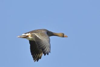 Greater white-fronted goose (Anser albifrons), in flight, in front of a blue sky, Lower Rhine,