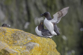 Razorbill (Alca torda), copulation, Latrabjarg, Westfjords, Iceland, Europe