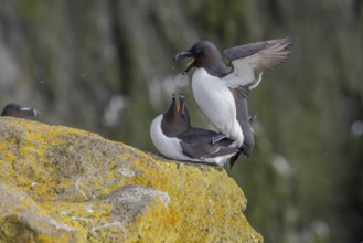 Razorbill (Alca torda), copulation, Latrabjarg, Westfjords, Iceland, Europe