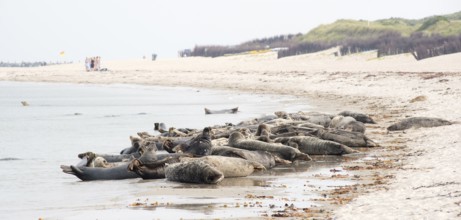 Grey seals (Halichoerus grypus) lying relaxed on a sandy beach, colony, tourists in the background,