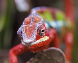 Panther chameleon (Furcifer pardalis), Germany, Europe