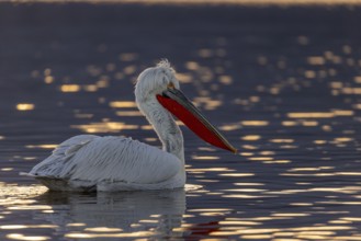 Dalmatian pelican (Pelecanus crispus), swimming in the evening light, magnificent plumage, red