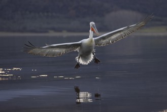 Dalmatian Pelican (Pelecanus crispus), flying against the light, on landing, magnificent plumage,