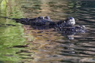 False gharial (Tomistoma schlegelii), crocodile, captive, occurring in Indonesia and Malaysia