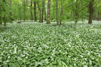 Near-natural deciduous forest with flowering ramson (Allium ursinum), Lower Saxony, Germany, Europe