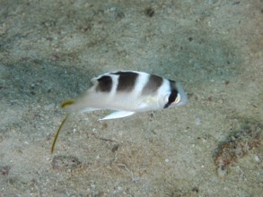 Juvenile humpnose big-eye bream (Monotaxis grandoculis) Dive site House Reef, Mangrove Bay, El