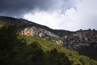 Dramatic mountain landscape with pine forest and solitary trees, Aleppo pines (Pinus halepensis)