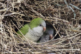 Monk parakeet (Myiopsitta monachus) in nest, captive, occurrence in South America