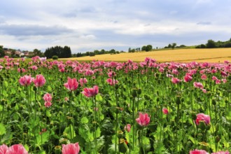 Opium poppy (Papaver somniferum), cultivation of edible poppy, poppy field, pink flowers and seed