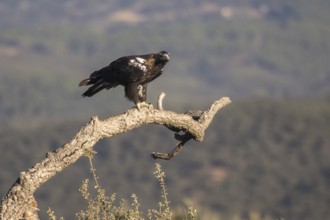 Iberian Eagle (Aquila adalberti), Spanish imperial eagle, Extremadura, Castilla La Mancha, Spain,