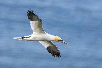 Northern Gannet, Morus bassanus, bird in flight over sea, Bempton Cliffs, North Yorkshire, England,