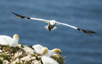 Northern Gannet, Morus bassanus, bird in flight over sea, Bempton Cliffs, North Yorkshire, England,