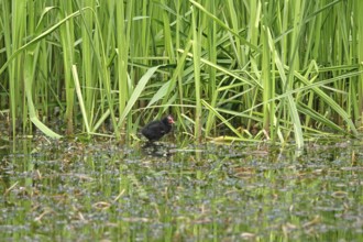 Common moorhen (Gallinula chloropus), May, Germany, Europe