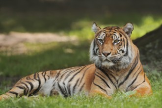 Sumatran tiger (Panthera tigris sumatrae), female, captive, occurring in Sumatra, Indonesia, Asia