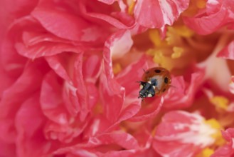 Seven-spot ladybird (Coccinella septempunctata) adult insect on a pink garden Camellia flower in