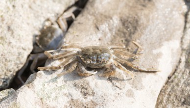 Chinese mitten crab (Eriocheir sinensis), invasive species, neozoon, crabs, juvenile, squatting in