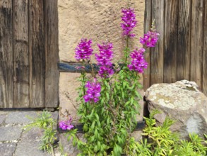 Old wooden courtyard door with sandstone surround, Rhodt unter Rietburg, German or Southern Wine