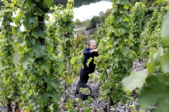 A grape harvest helper picking Riesling grapes in one of the steepest vineyards in Europe, Neef,