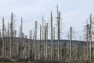 Dead spruce trees, due to infestation by bark beetles, Oderbrück, 19/07/2020