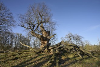 Thousand-year-old oak, natural monument in Sacrow Castle Park, Potsdam, Brandenburg, Germany,