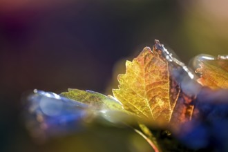 Vine leaves with autumn colours, close-up, Weinviertel, Lower Austria