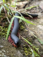 Tausendfüßer (Myriapoda), Machu Picchu, Cusco Region, Peru, South America