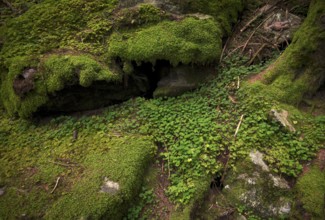 Clover leaves, clover, rock, tree trunk, roots, moss-covered, Taser Höhenweg, Schenna, Scena, South