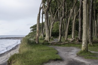 Beech forest (Fagus sylvatica), Ghost Forest Nienhagen, Mecklenburg-Western Pomerania, Germany,