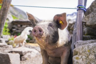 A pig with yellow ear tags stands in a rural setting between stones with mountains in the