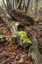 Dead trees and branches are full of life and contribute to biological diversity in nature. Ystad,