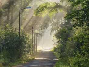 Narrow country road through green forest in the morning light with sun rays breaking through the