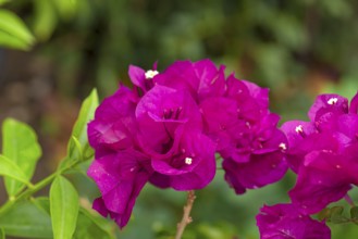 Flowering bougainvilleas (Bougainvillea), Botanical Garden, Erlangen, Middle Franconia, Bavaria,