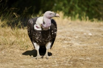 Griffon vulture (Gyps fulvus) standing on the ground, Spain, Europe