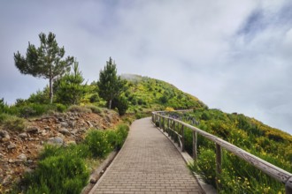 Madeira tourism, hiking walk path in blooming Cytisus shrubs, Portugal and mountains in clouds.