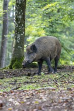 Wild boar (Sus scrofa), boar, Vulkaneifel, Rhineland-Palatinate, Germany, Europe