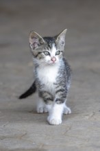 Domestic cat, 8-week-old kitten, Vulkaneifel, Rhineland-Palatinate, Germany, Europe