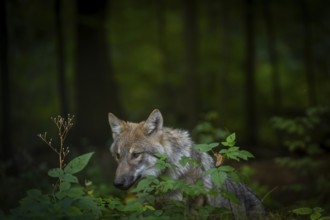 Moritzburg Game Reserve, Moritzburg, Saxony, Germany, Europe