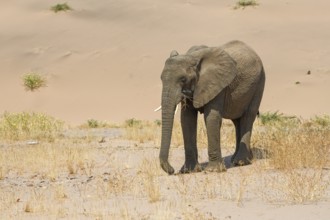 Desert elephant (Loxodonta africana) in front of a dune in the Huab dry river, Damaraland, Kunene