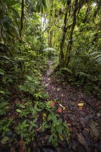 Narrow hiking trail in the tropical rainforest, dense green vegetation, Laguna de Hule, Refugio