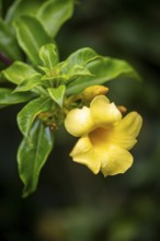 Yellow flower of a jungle bell or golden trumpet (Allamanda cathartica), Alajuela province, Costa