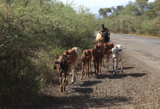 South Ethiopia, cows walking along the road to pasture, Ethiopia, Africa