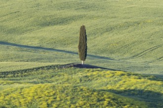 Landscape at sunrise around Pienza, Val d'Orcia, Orcia Valley, UNESCO World Heritage Site, Province